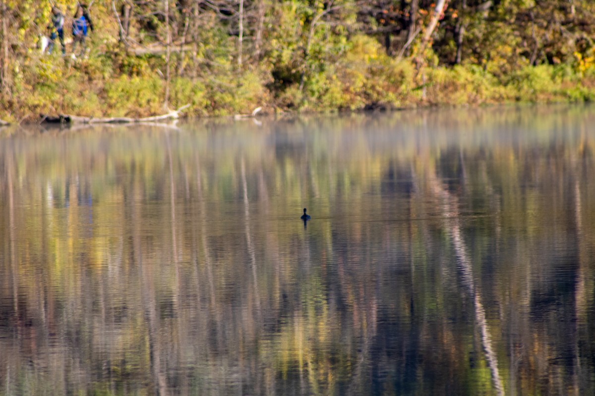 Pied-billed Grebe - ML644456310