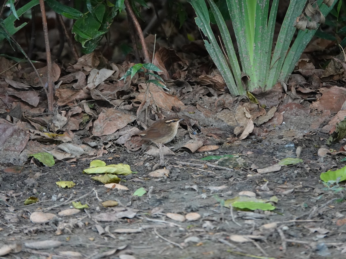 Asian Stubtail - ML644456311