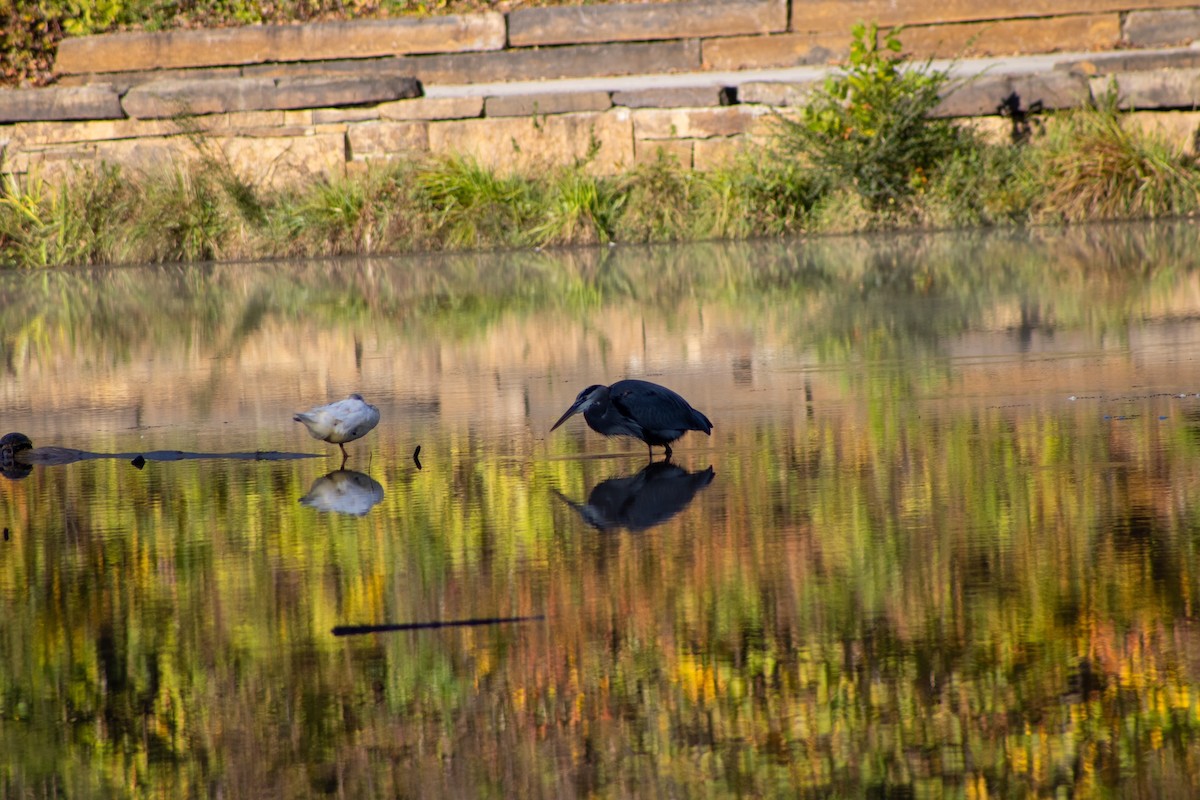 Great Blue Heron - ML644456312