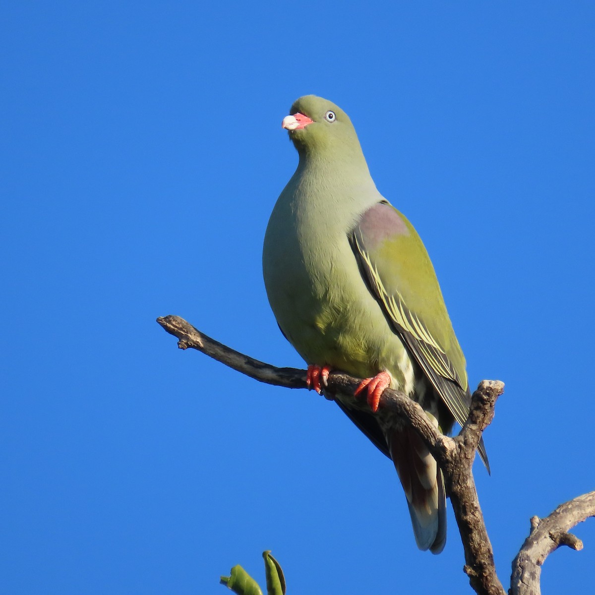 African Green-Pigeon - ML644456315