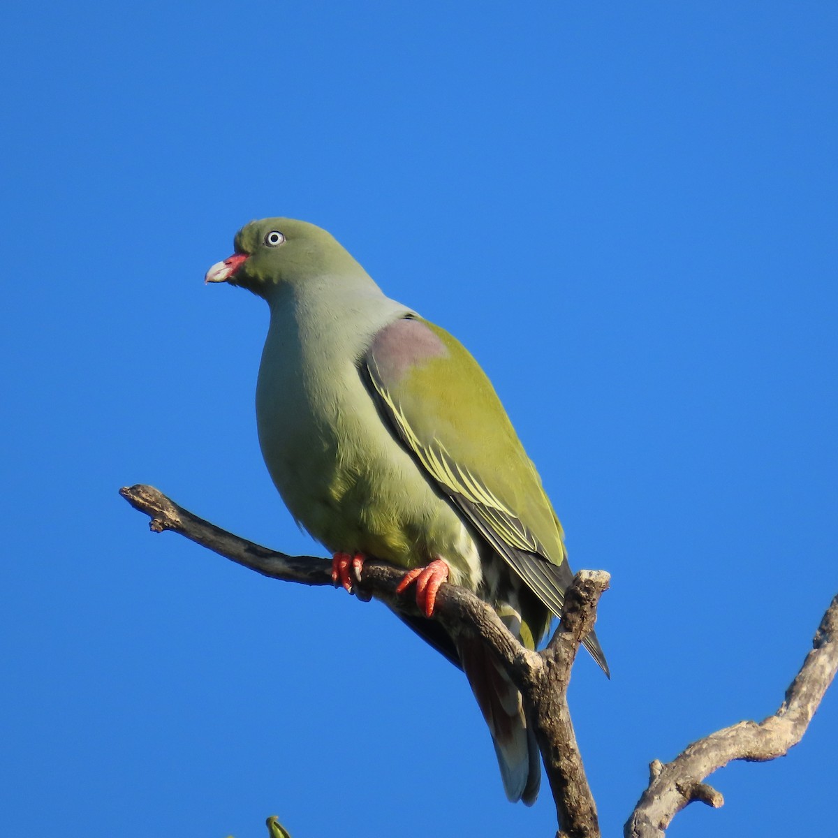 African Green-Pigeon - ML644456316