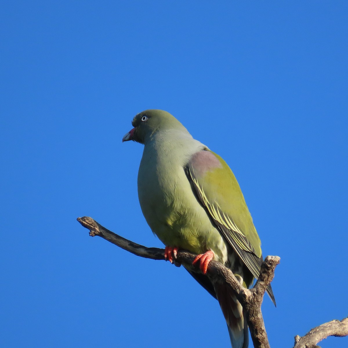 African Green-Pigeon - ML644456317