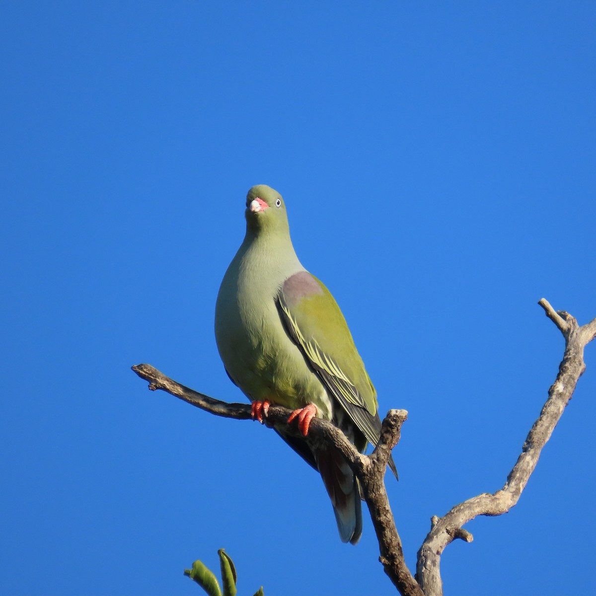 African Green-Pigeon - ML644456318