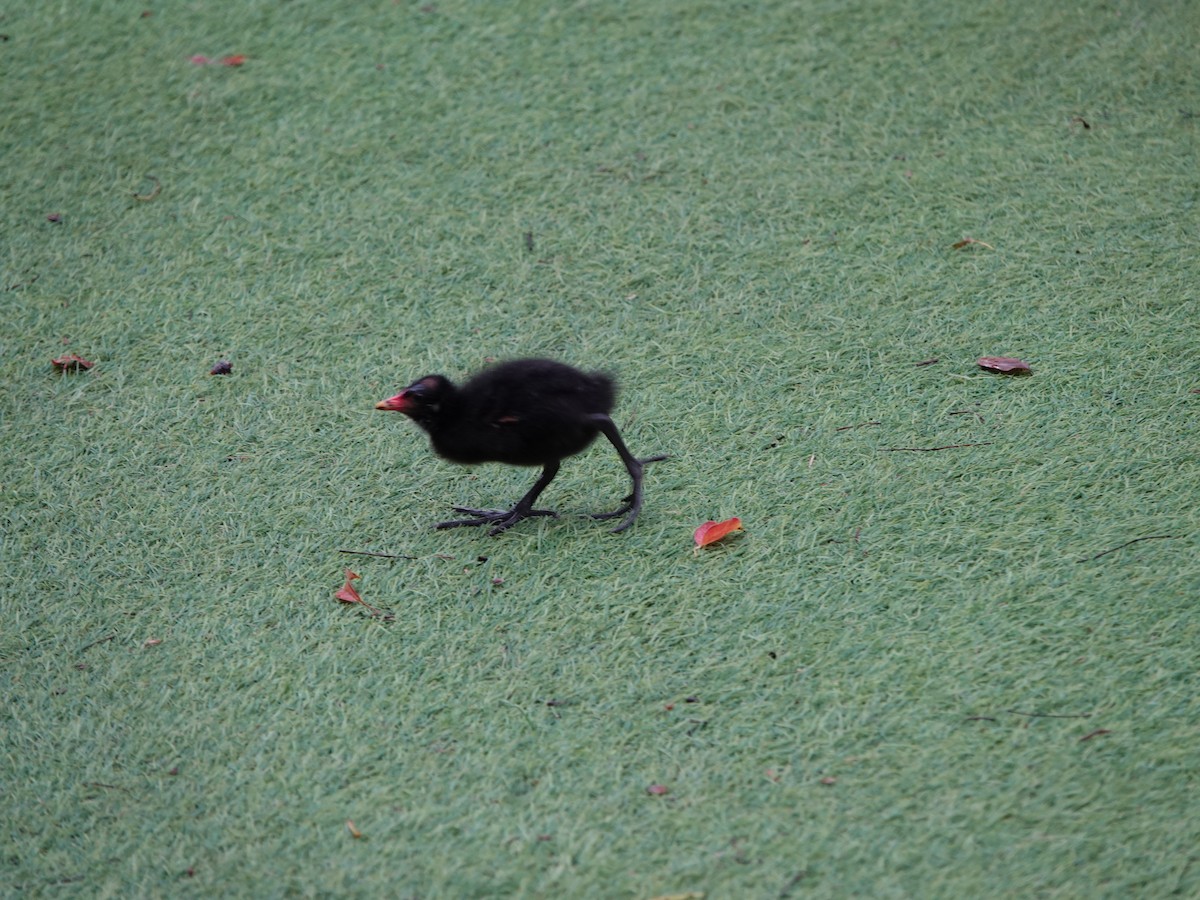 Eurasian Moorhen - ML644456319