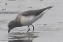 חופית טמינק - ML644456321