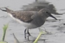 חופית טמינק - ML644456322