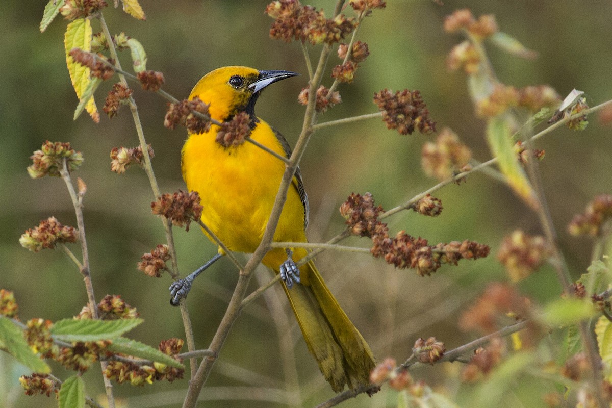 Yellow-tailed Oriole - ML644456323