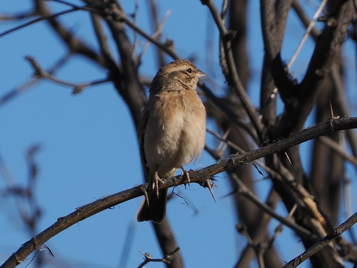 Lark-like Bunting - ML644456327
