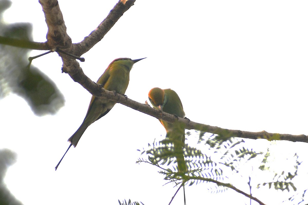 שרקרק חום כיפה - ML644456336
