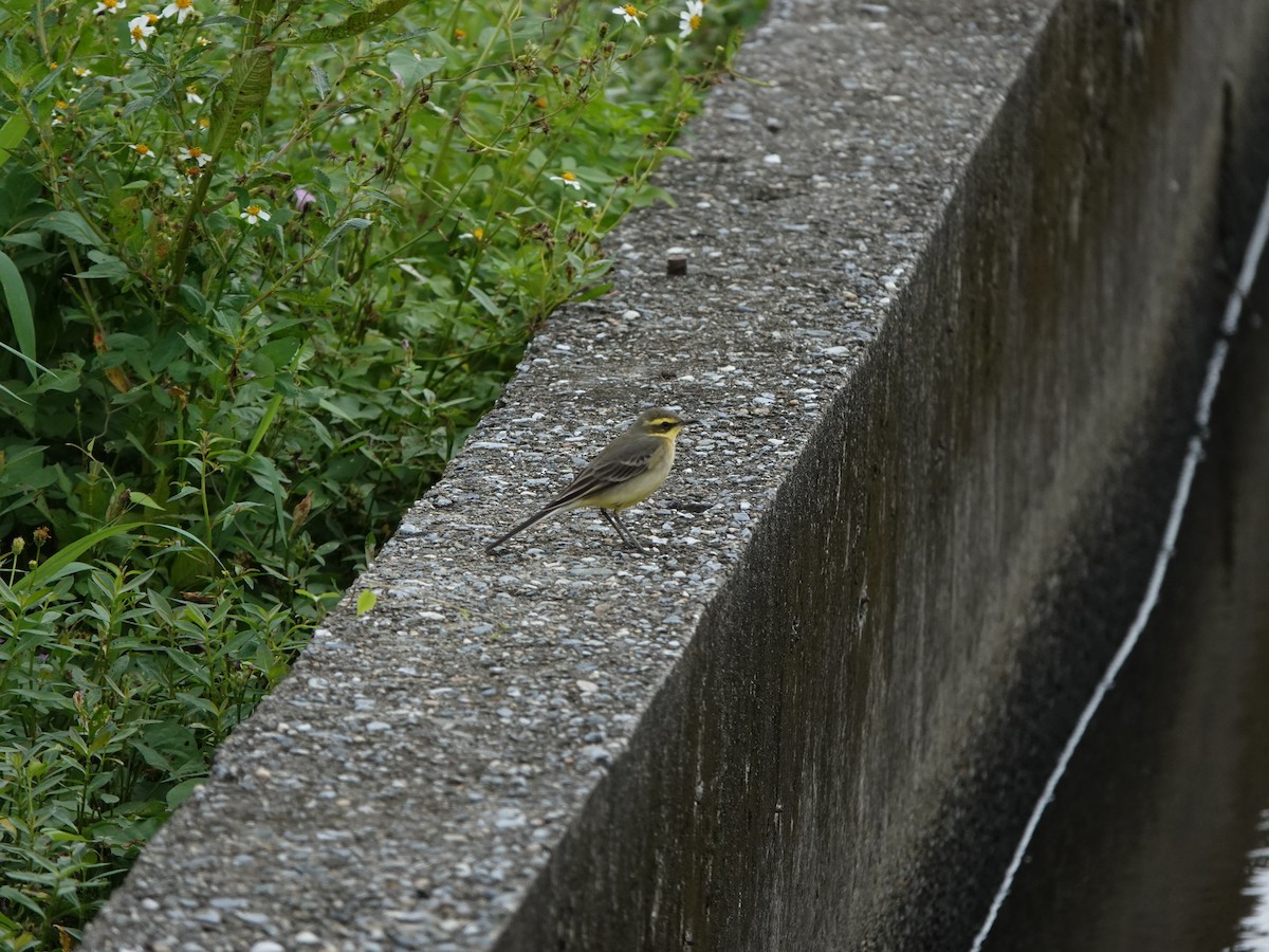 Eastern Yellow Wagtail - ML644456338