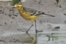 Citrine Wagtail - ML644456342