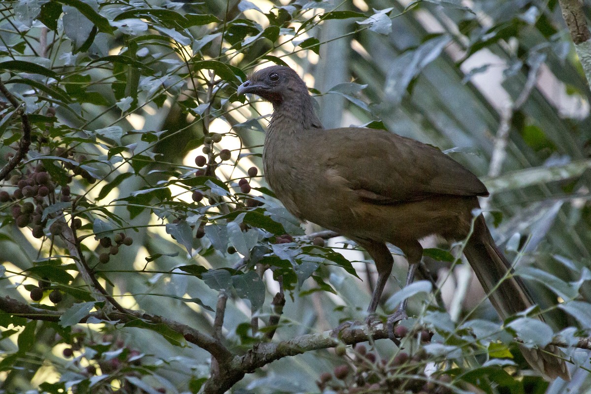 čačalaka obecná - ML644456343