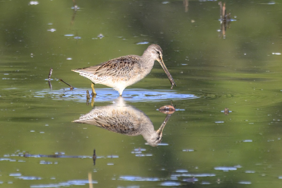 Хараалжин цууцил - ML644456364