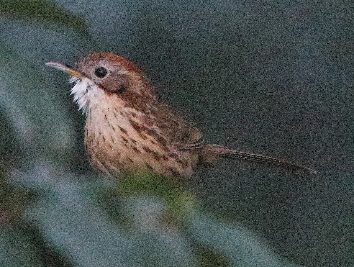 Puff-throated Babbler - ML644456368