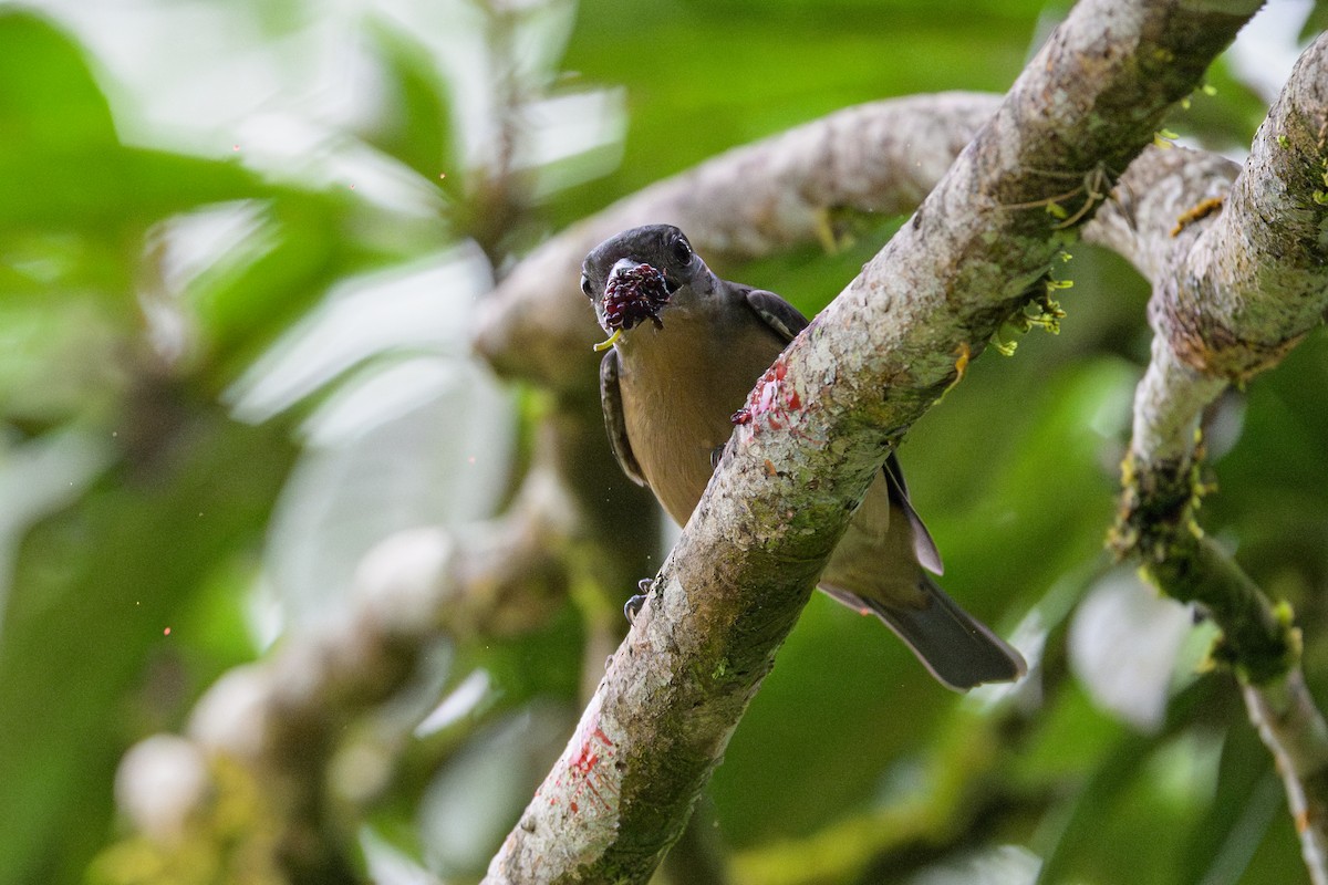 Crested Becard - ML644456370