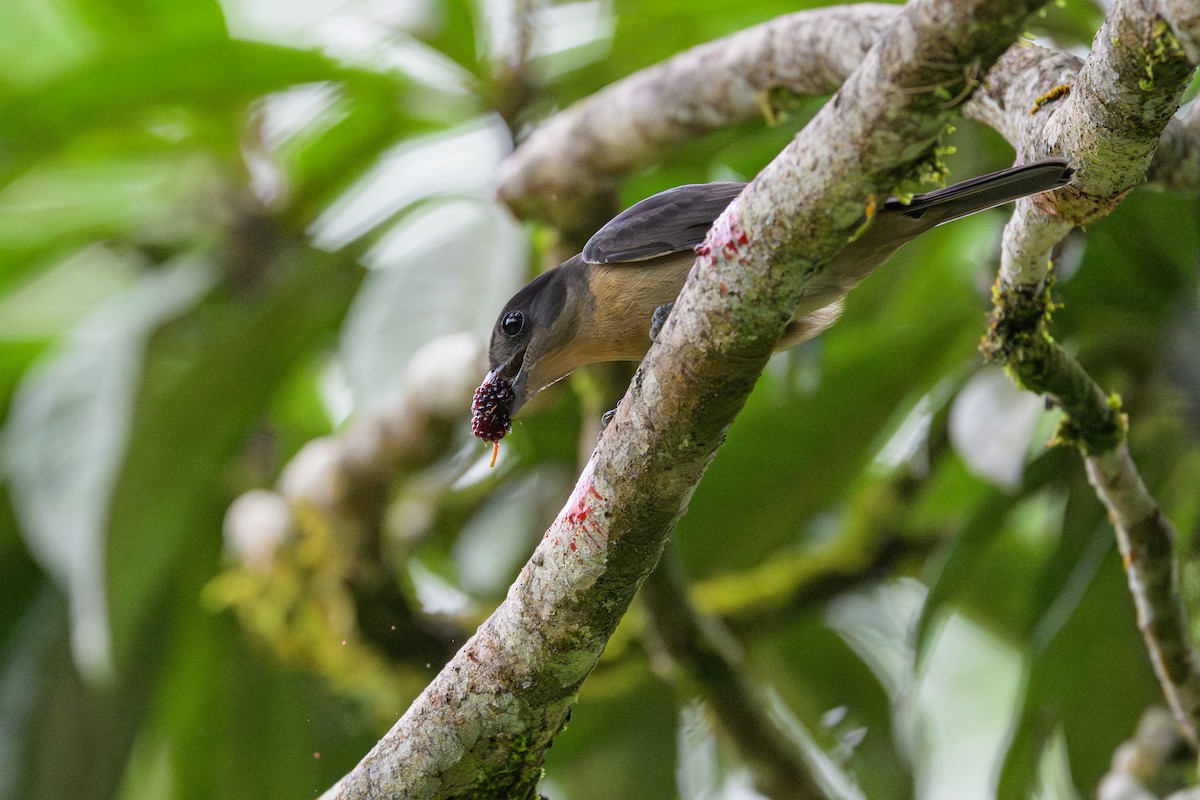 Crested Becard - ML644456371