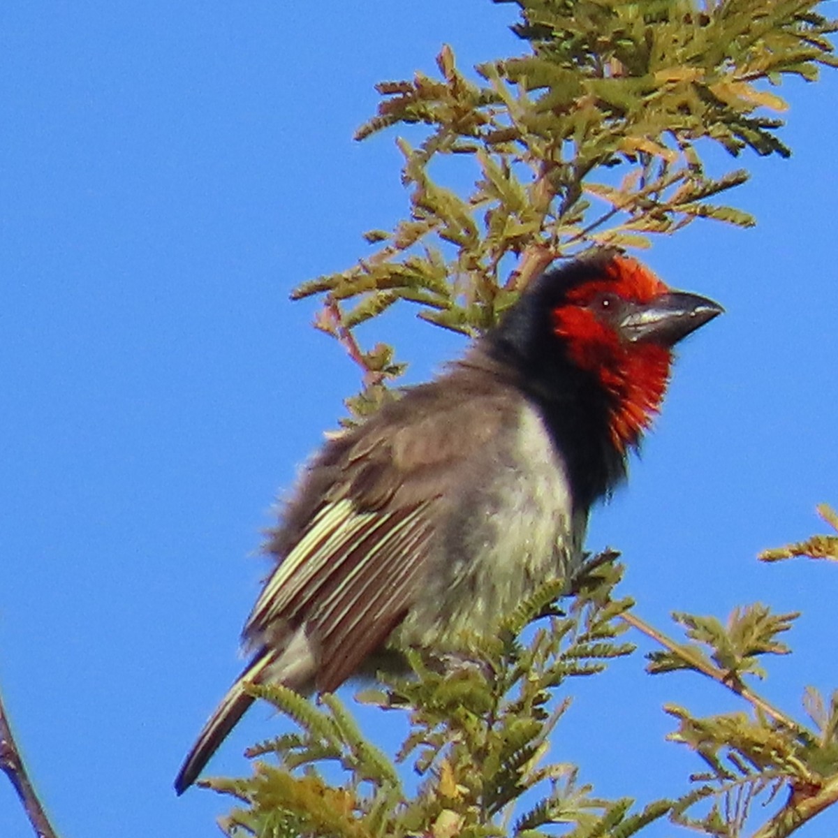 Kara Kolyeli Barbet - ML644456372