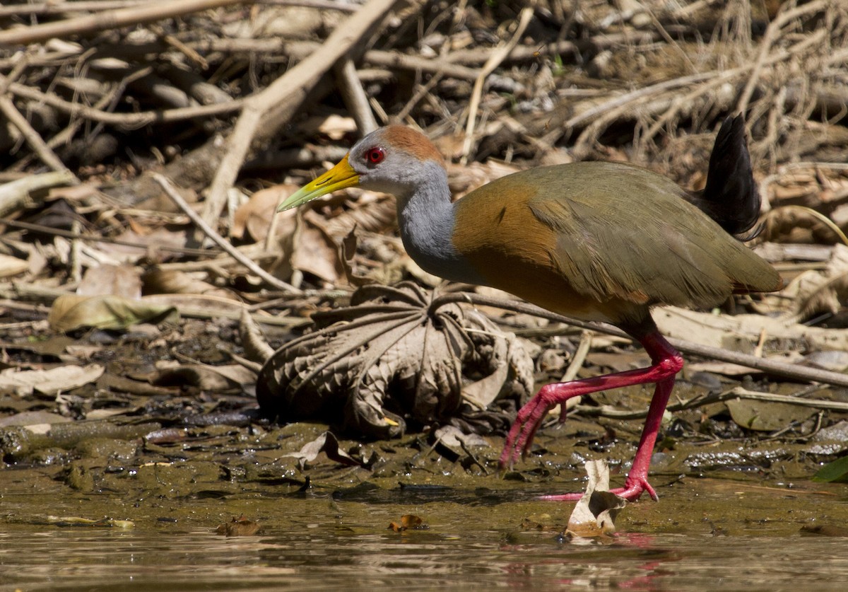 Russet-naped Wood-Rail - ML644456379