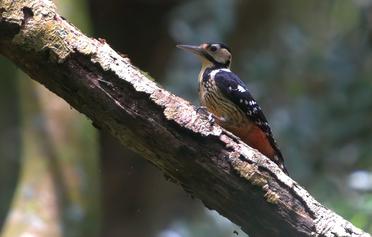 Хондлой цагаан тоншуул - ML644456387