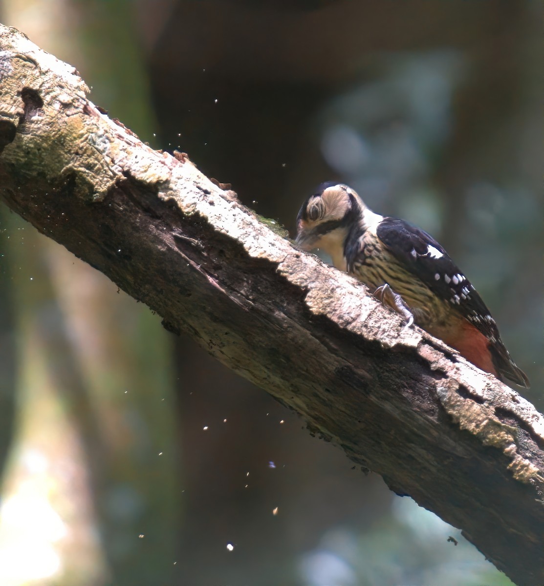 Хондлой цагаан тоншуул - ML644456388