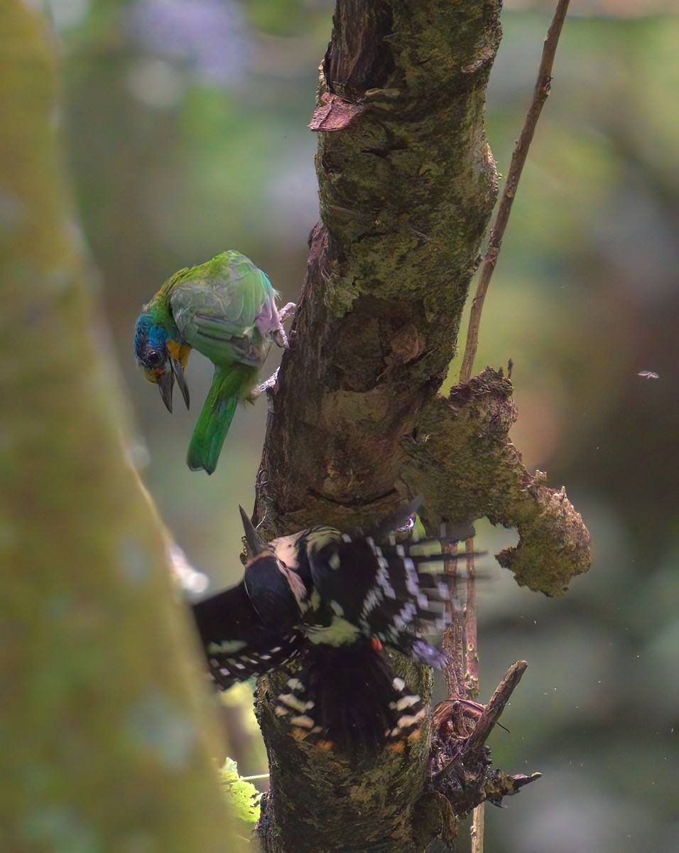 Хондлой цагаан тоншуул - ML644456389