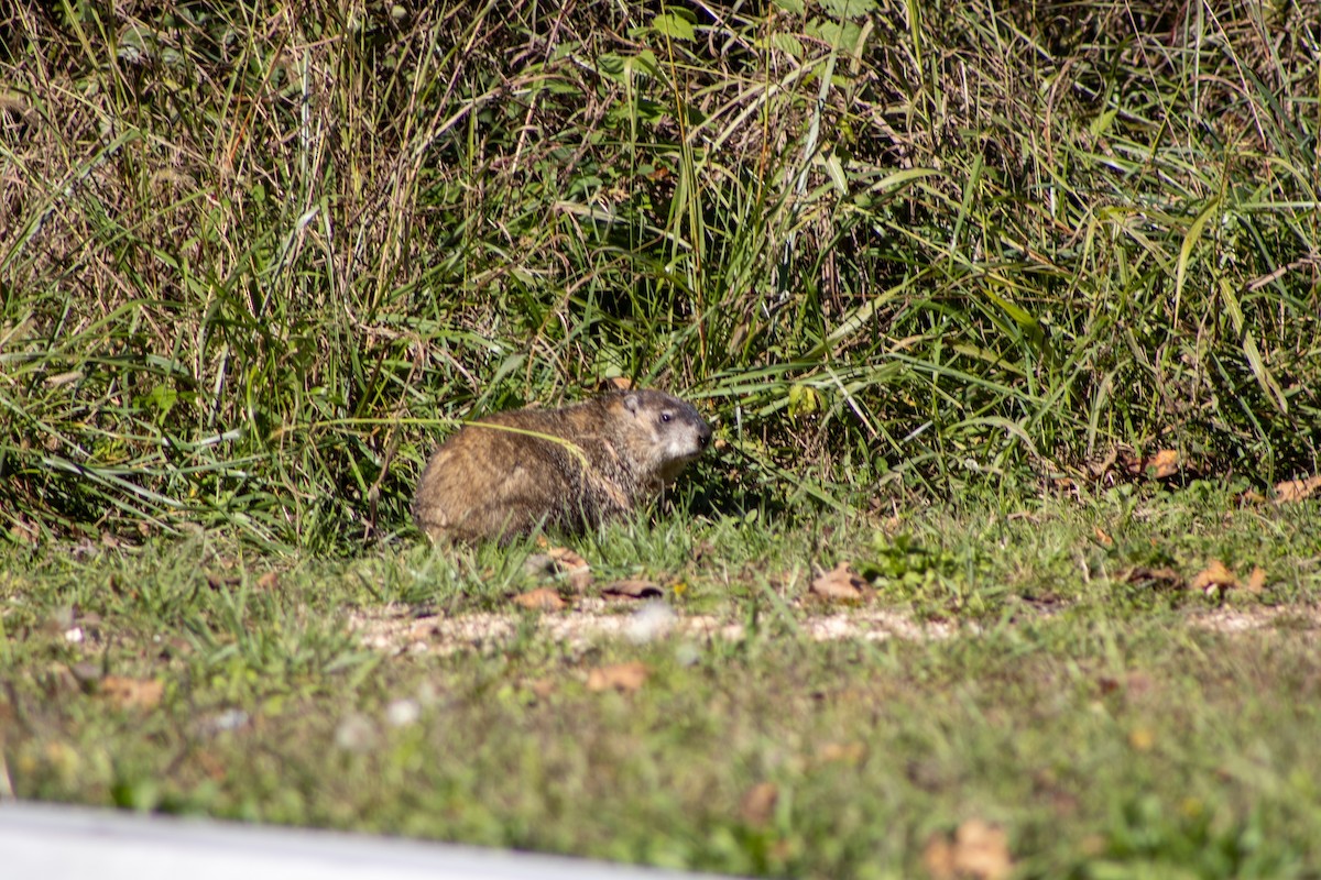 Mammals - ML644456396