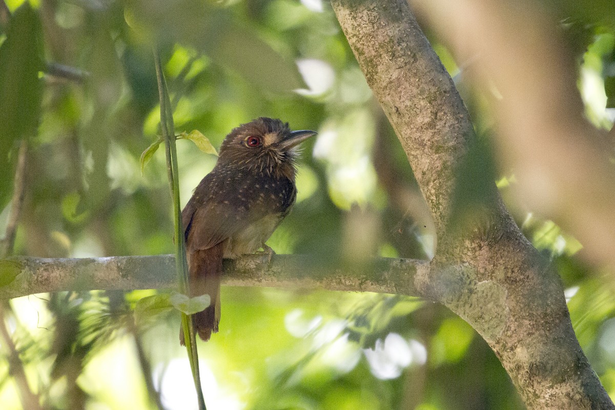 White-whiskered Puffbird - ML644456397