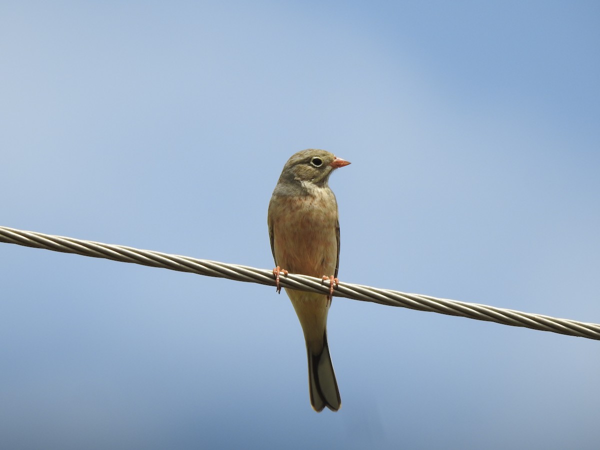 Gray-necked Bunting - ML644456399