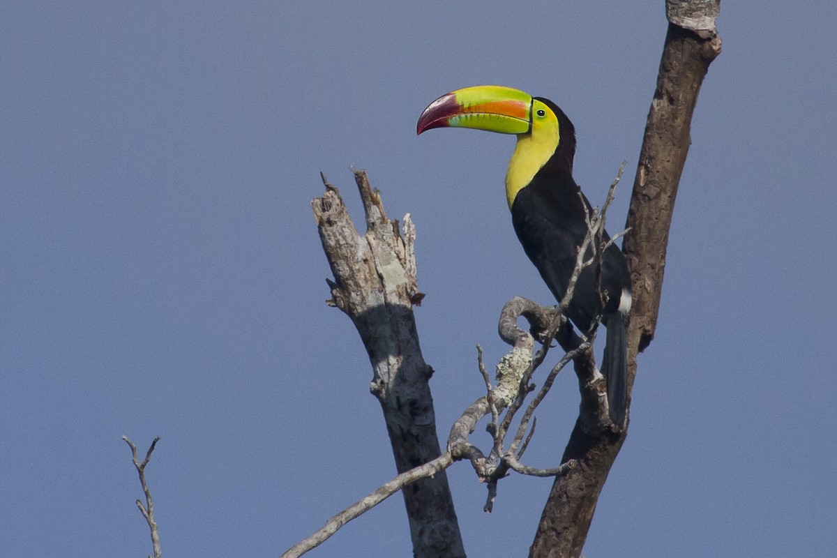 Радужный тукан - ML644456404