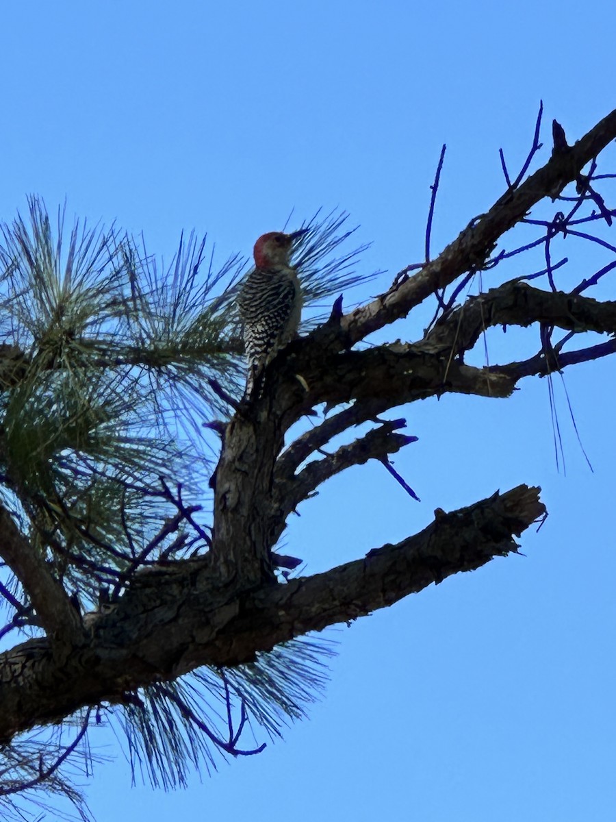Red-bellied Woodpecker - ML644456406