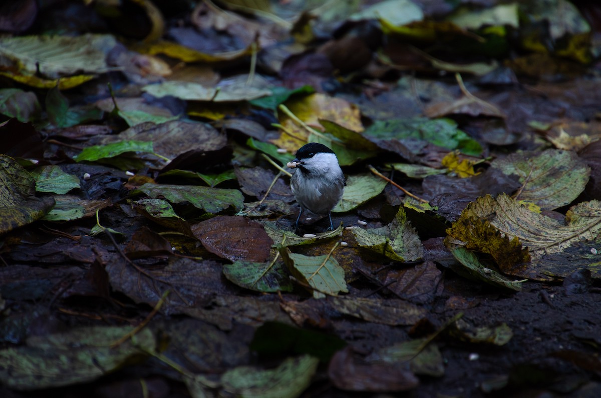 Mésange boréale - ML644456417