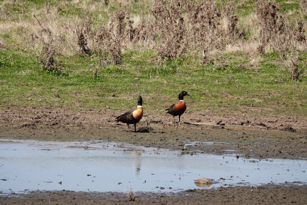 Галагаз австралійський - ML644456427
