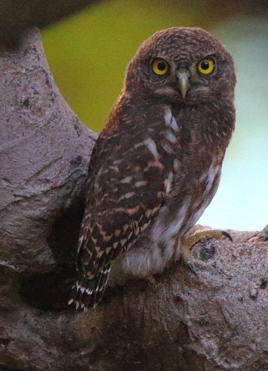 Asian Barred Owlet - ML644456430