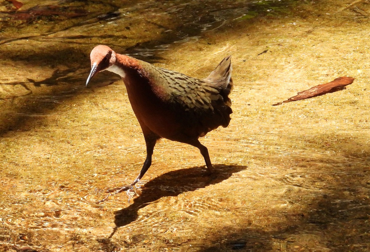 Râle de Cuvier - ML644456431