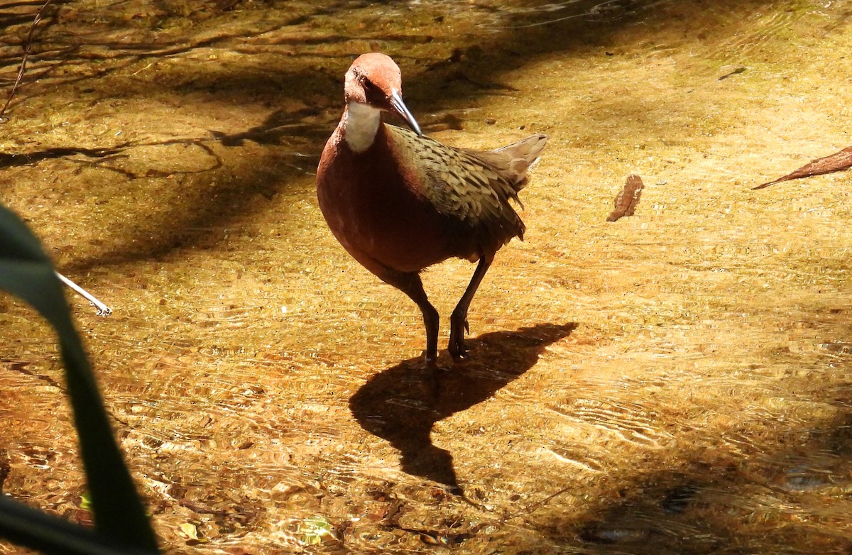 Râle de Cuvier - ML644456432