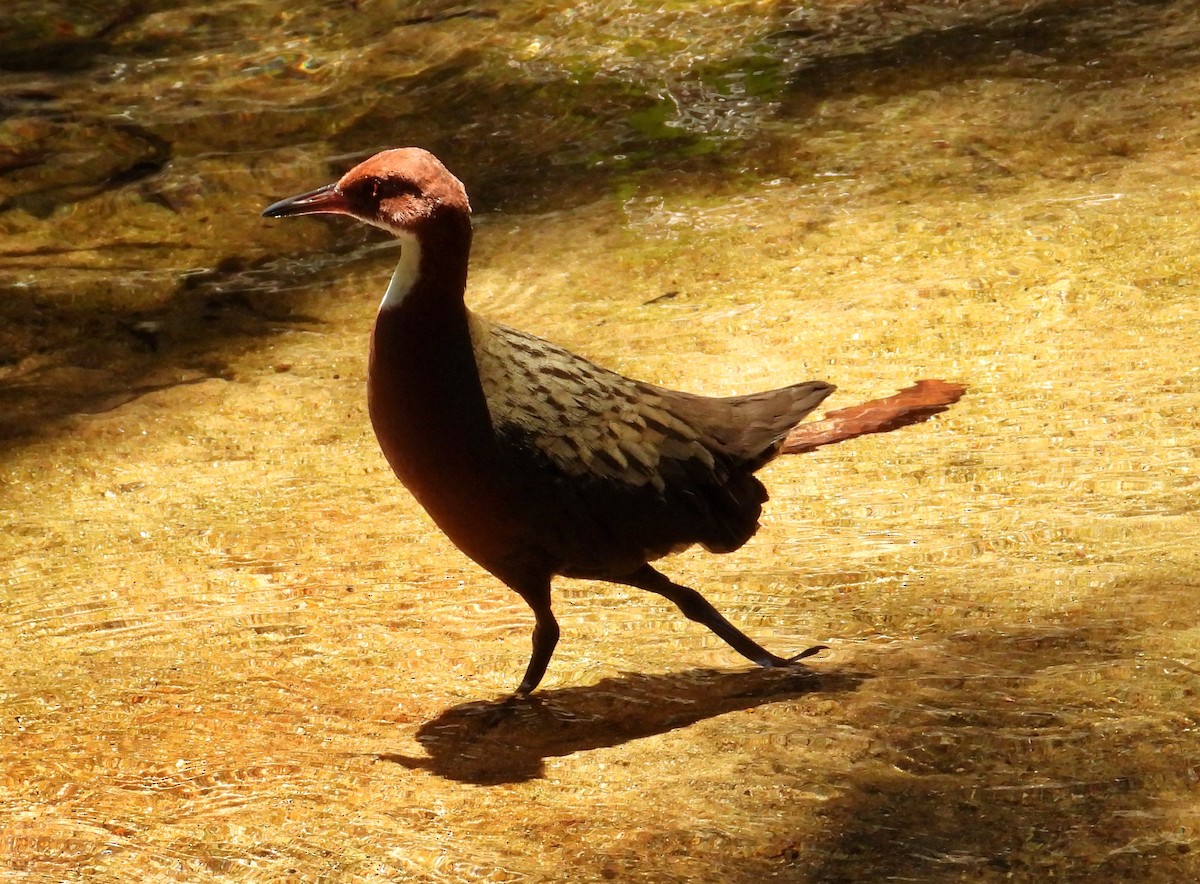 Râle de Cuvier - ML644456433