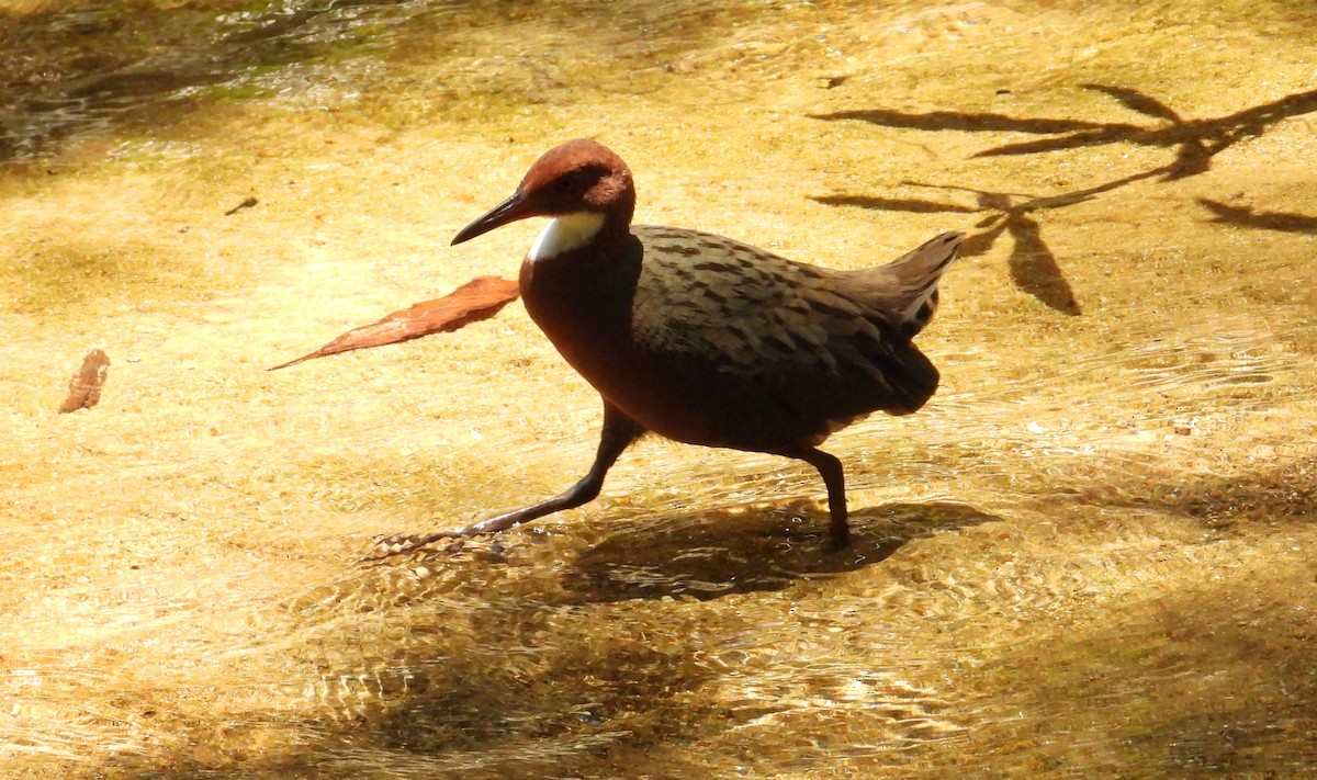 Râle de Cuvier - ML644456434