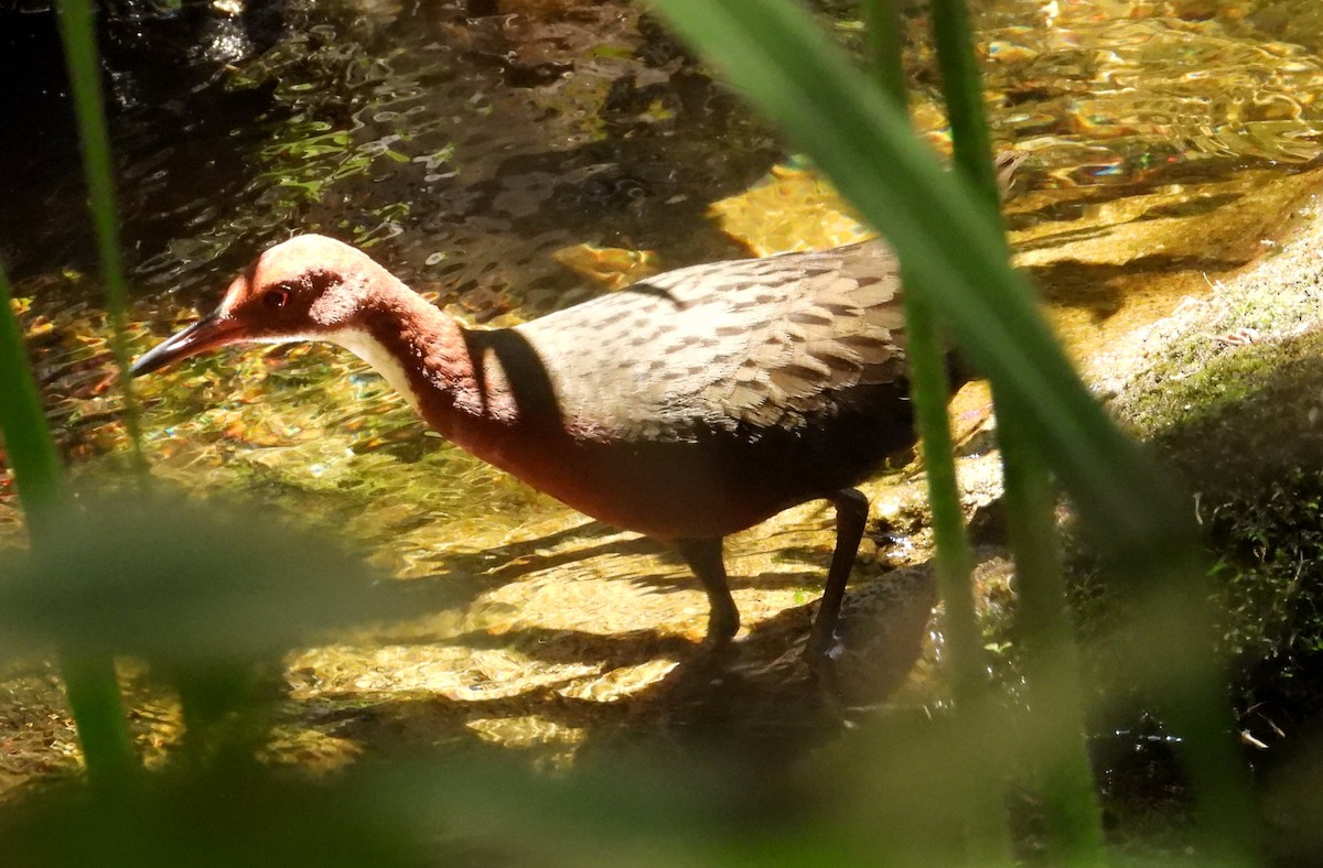 Râle de Cuvier - ML644456435