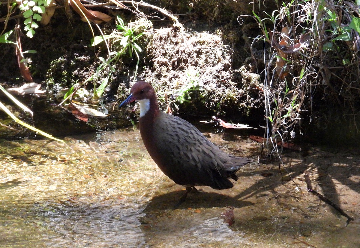 Râle de Cuvier - ML644456436