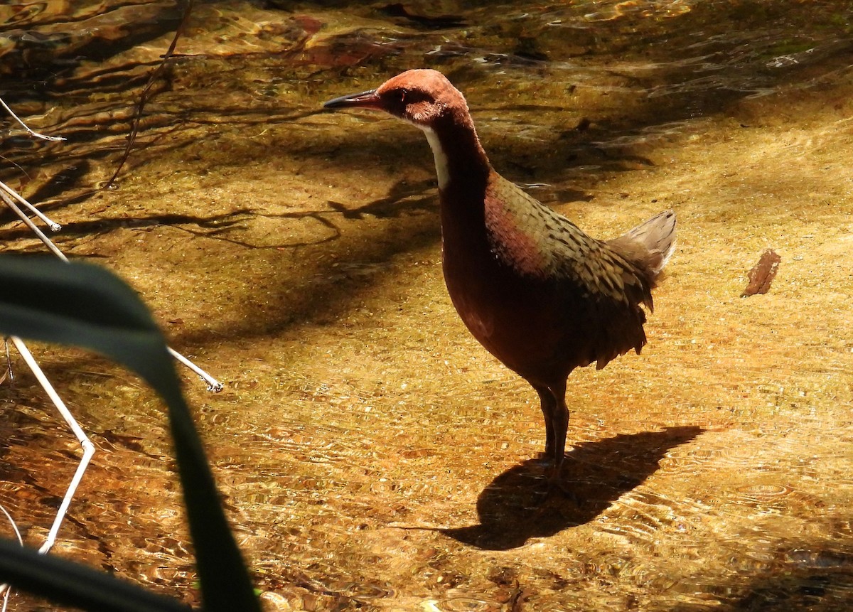 Râle de Cuvier - ML644456437