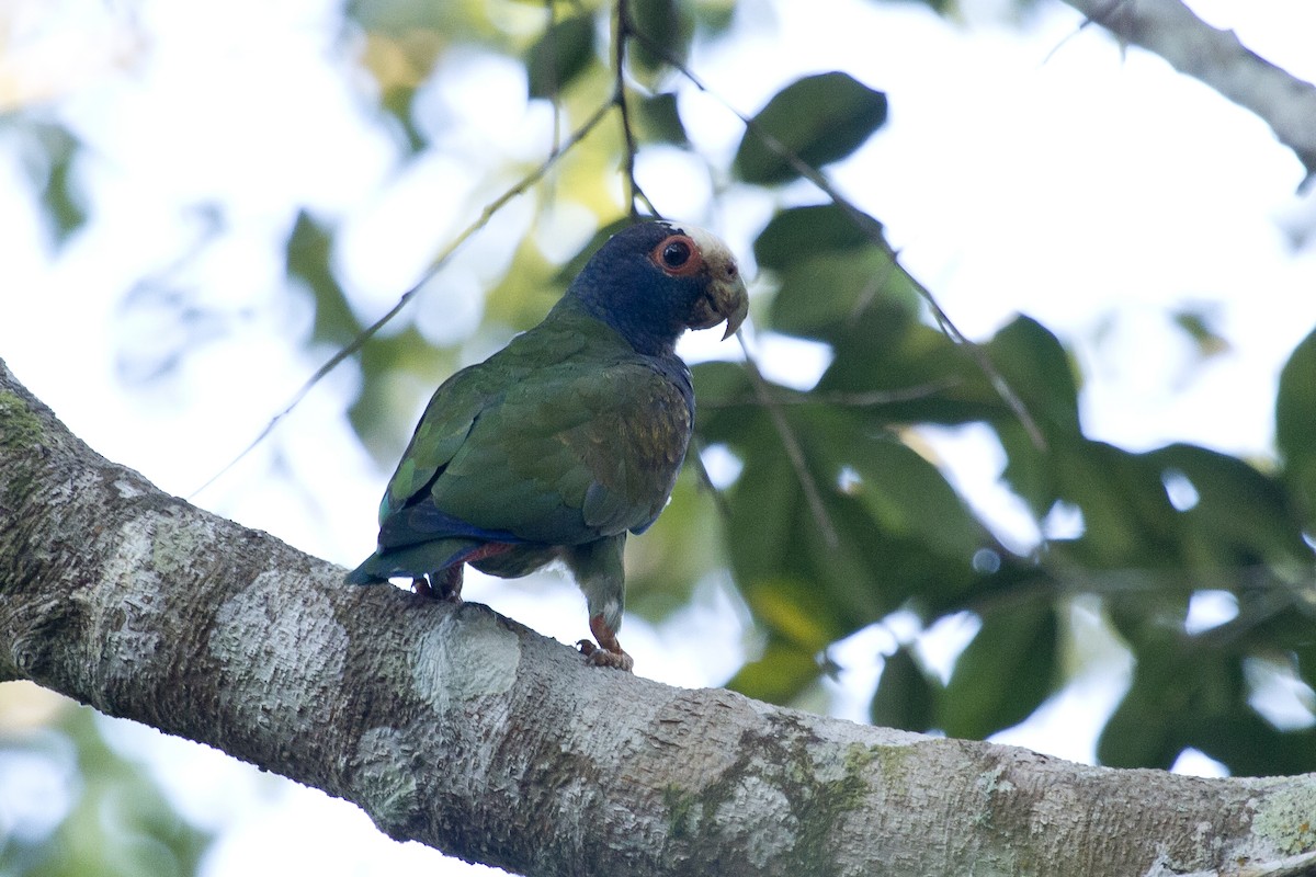 Loro Senil - ML644456444