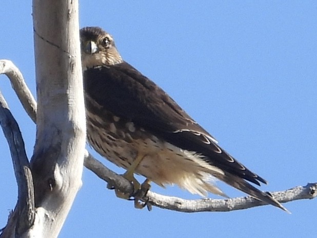 灰背隼 - ML644456453