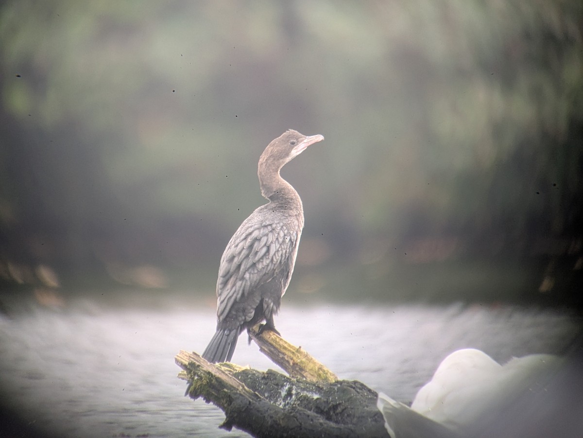 Pygmy Cormorant - ML644456457