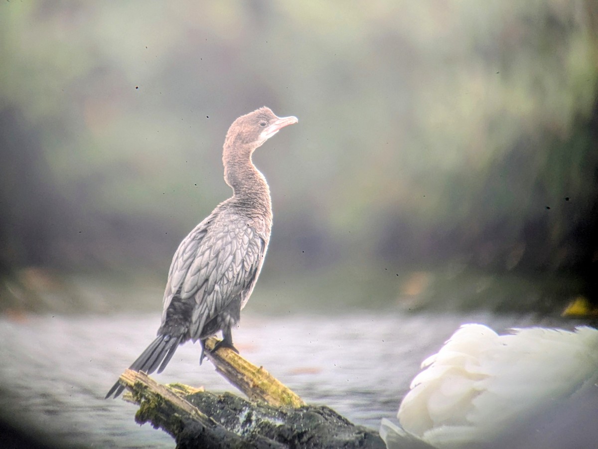 Pygmy Cormorant - ML644456458