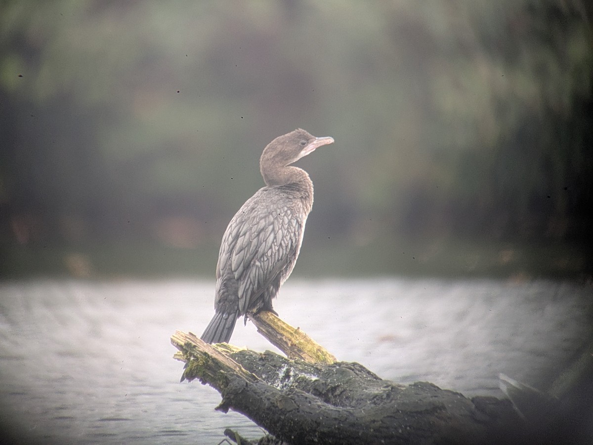 Pygmy Cormorant - ML644456459