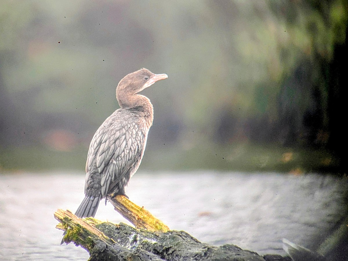 Pygmy Cormorant - ML644456460