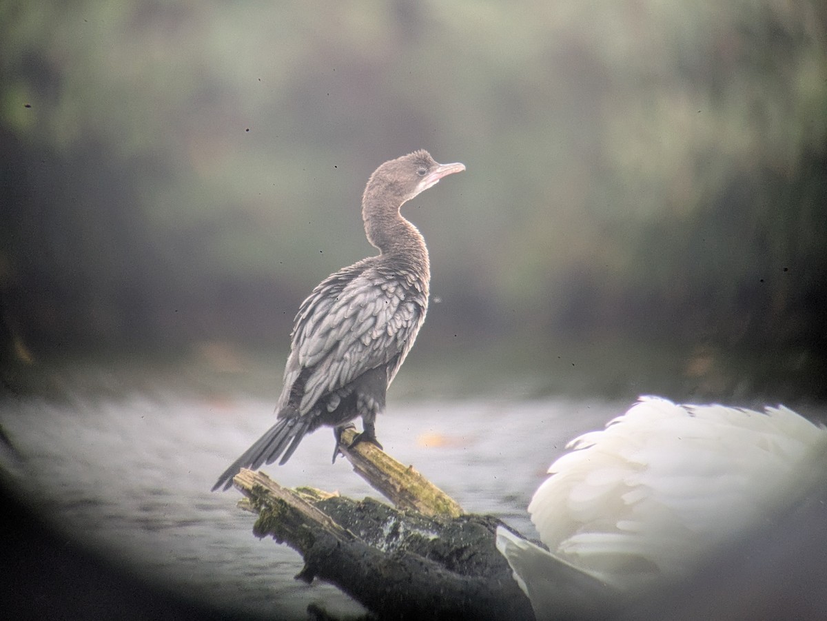 Pygmy Cormorant - ML644456461
