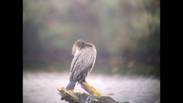 dvergskarv - ML644456462