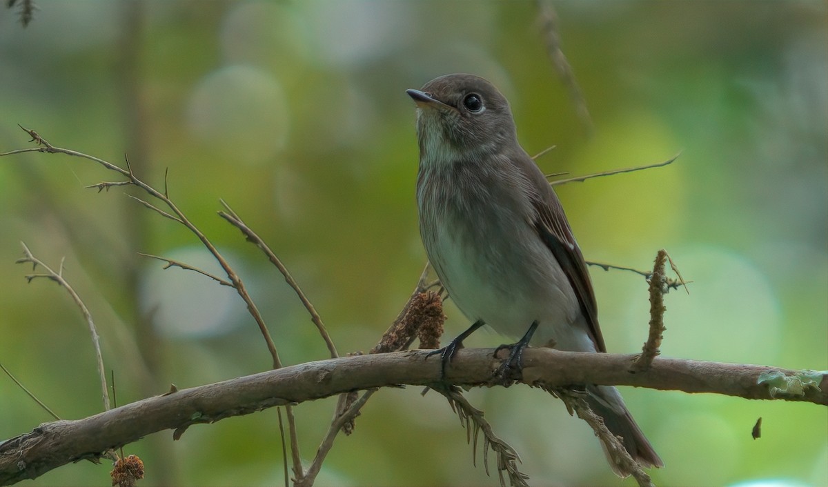 Rußschnäpper - ML644456466