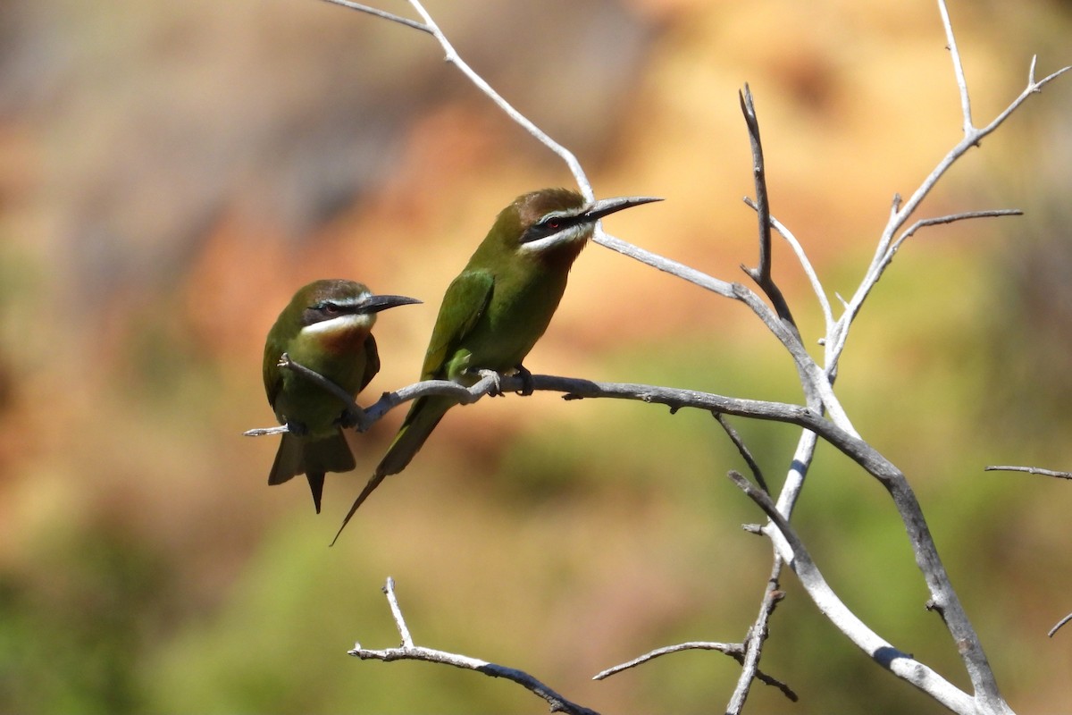 Guêpier de Madagascar - ML644456470